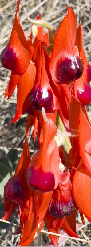 Sturt's Desert Pea (Pano) - Jigsaw