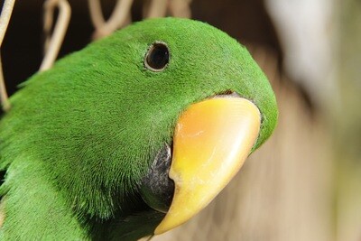 Eclectus Parrot (Tray) - Jigsaw