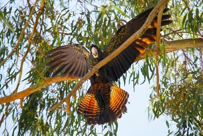 Red-tailed Black Cockatoo (Tray) - Jigsaw