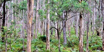 Boranup Karri Forest - Augusta-Margaret River - SAND FREE  Beach Towel