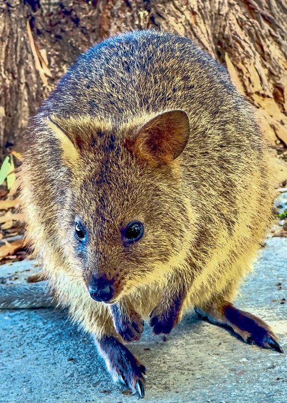 Quokka, Rottnest Island - Jigsaw