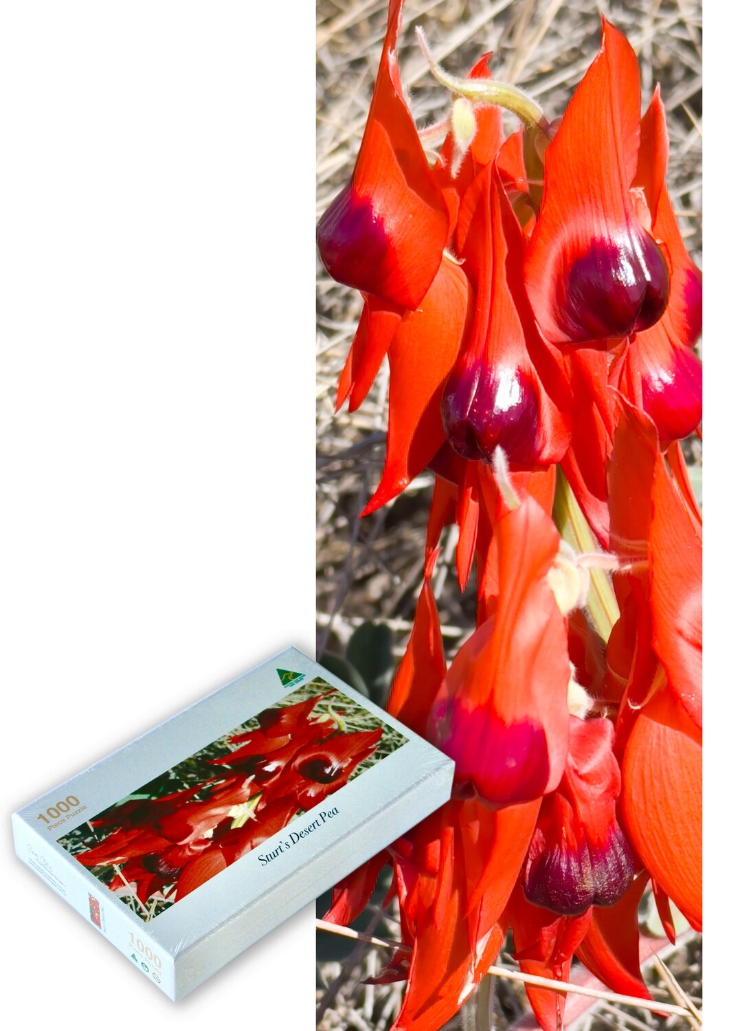 Sturt&#39;s Desert Pea (Pano) - Jigsaw