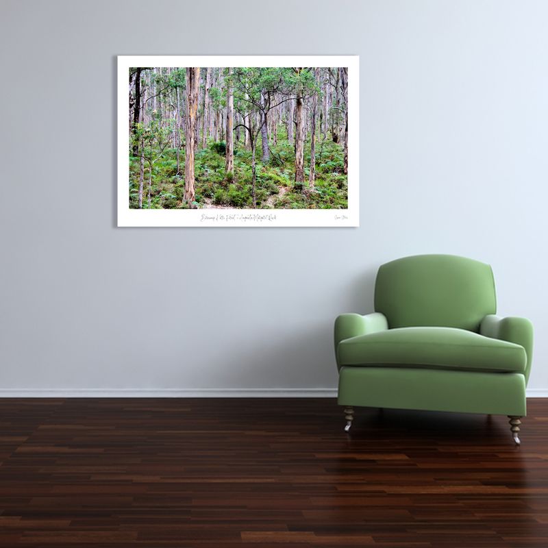 Boranup Karri Forest - Augusta-Margaret River