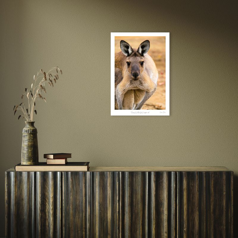 Young Western Red Kangaroo #1