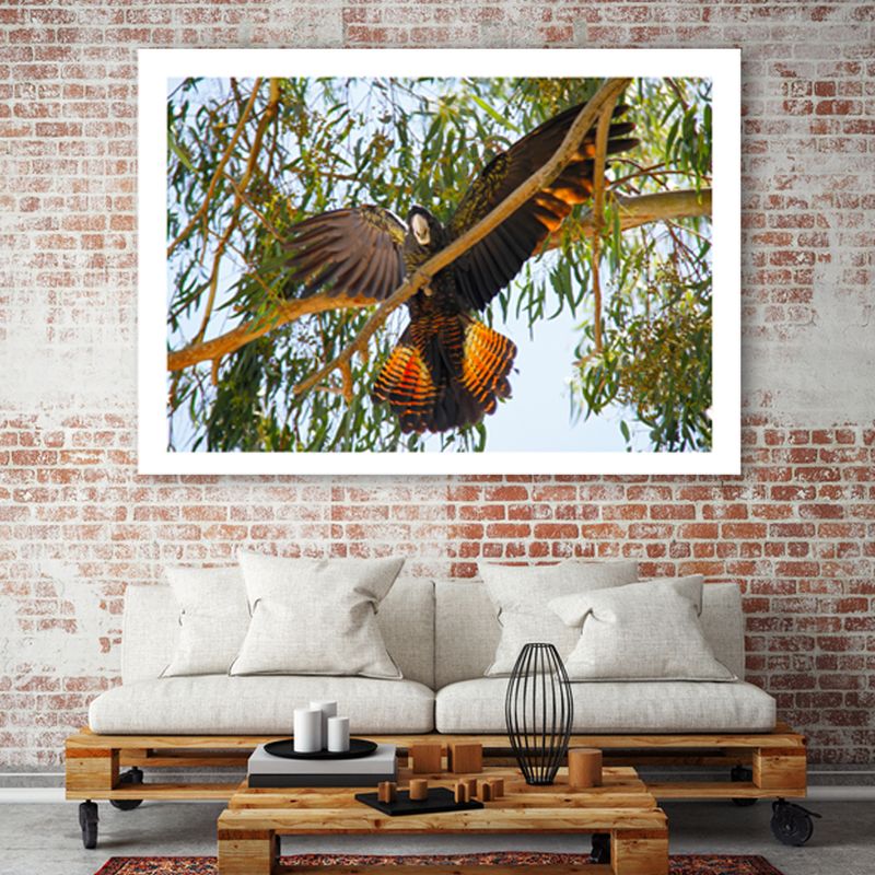 Vibrant Red-tailed Black Cockatoo Print: Capture the Essence of Nature, Unique Wildlife Wall Art, Boho