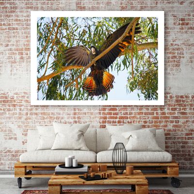 Vibrant Red-tailed Black Cockatoo Print: Capture the Essence of Nature, Unique Wildlife Wall Art, Boho