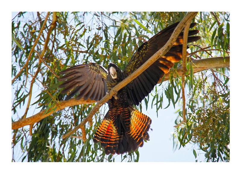 Vibrant Red-tailed Black Cockatoo Print: Capture the Essence of Nature, Unique Wildlife Wall Art, Boho