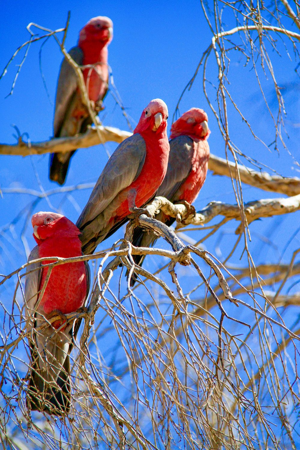 Pink &amp; Grey Galahs