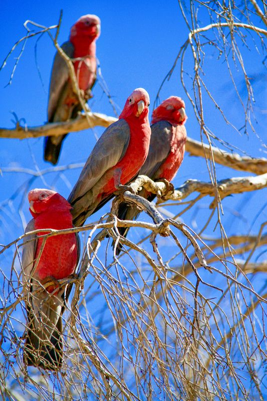 Pink &amp; Grey Galahs