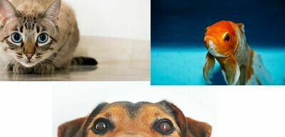 Per Animali