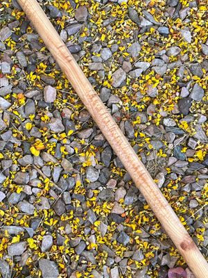 READY to SHIP - Bo in Hickory, 72&quot; long, 1&quot; diameter, straight.