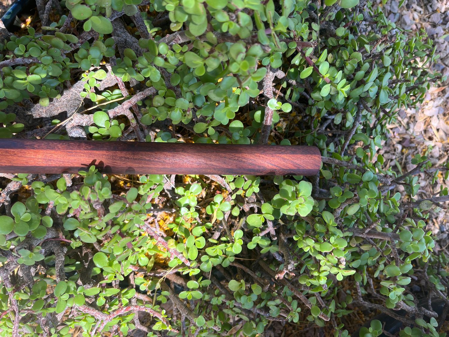 Granadillo and Jatoba