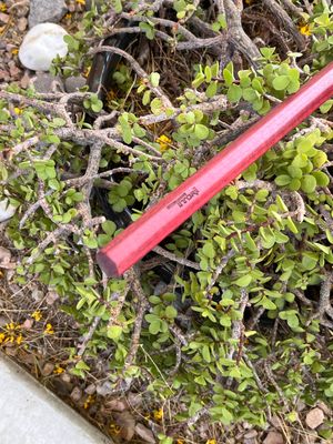 Bo Staff in Purpleheart (Ready to Ship) 69" long, Octagonal, 1-1/8" wide tapered to 3/4" at ends