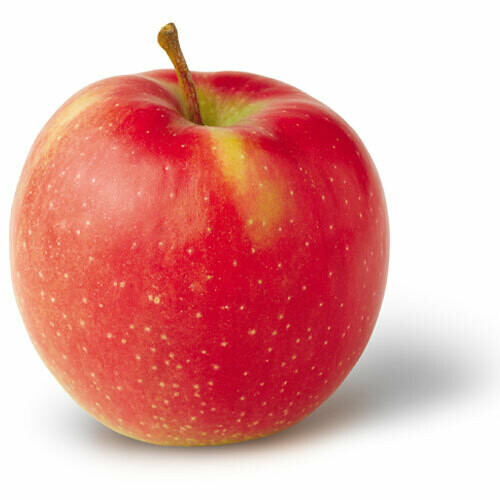 Jonagold Apple