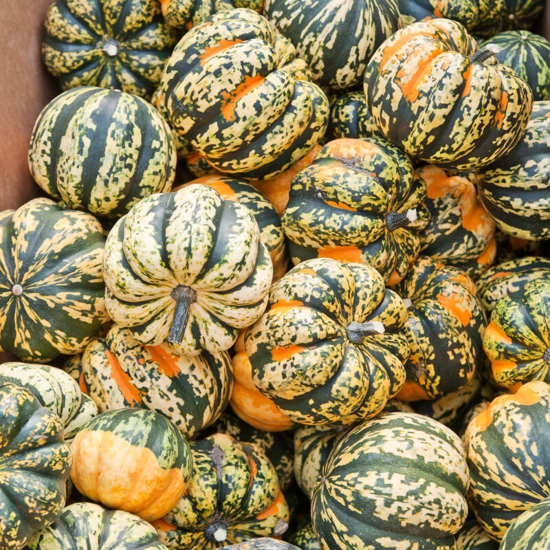 Carnival Squash
