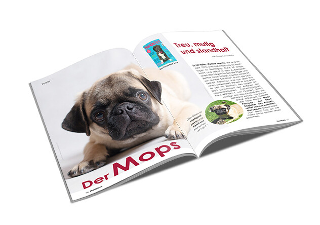 Mops Rasseporträt (PDF)