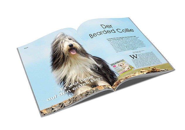 Bearded Collie Rasseporträt  (PDF)