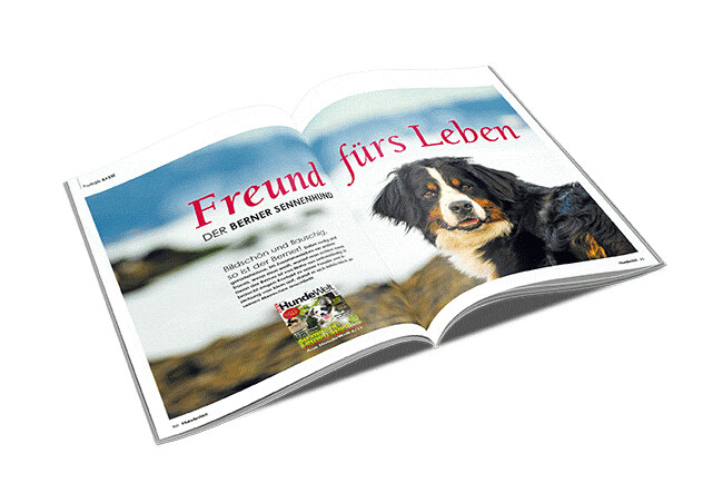 Berner Sennenhund Rasseporträt (PDF)