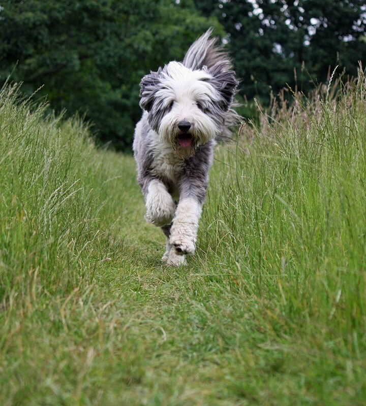 Bearded Collie Rasseporträt  (PDF)