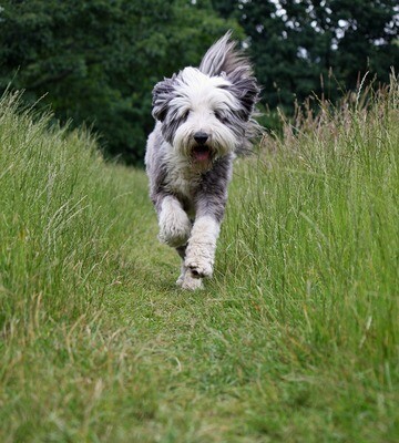 Bearded Collie Rasseporträt  (PDF)
