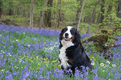 Berner Sennenhund Rasseporträt (PDF)