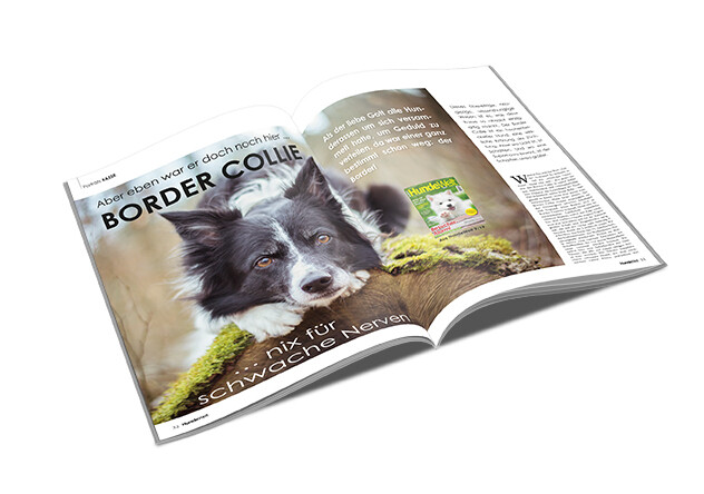 Border Collie Rasseporträt (PDF)