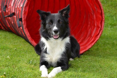 Border Collie Rasseporträt (PDF)