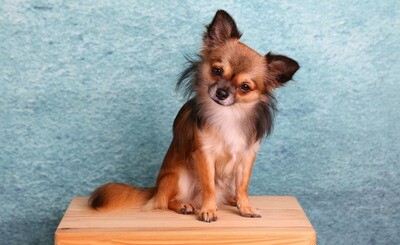 Chihuahua Rasseporträt (PDF)