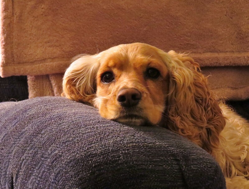 Cocker Spaniel Rasseporträt (PDF)