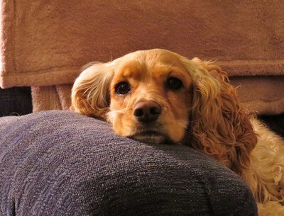 Cocker Spaniel Rasseporträt (PDF)