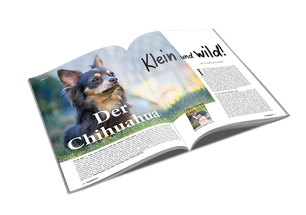 Chihuahua Rasseporträt (PDF)