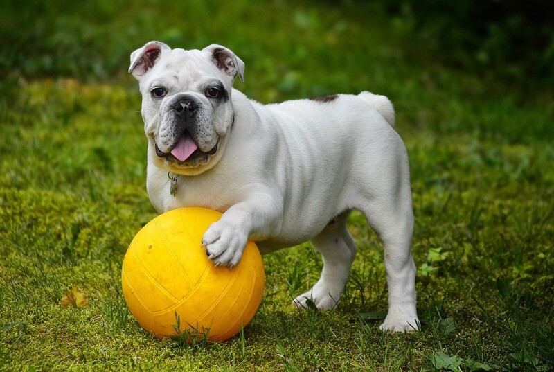 English Bulldog Rasseporträt (PDF)