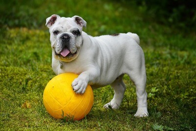 English Bulldog Rasseporträt (PDF)