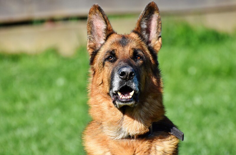 Deutscher Schäferhund Rasseporträt (PDF)