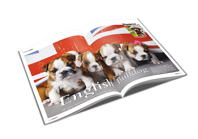 English Bulldog Rasseporträt (PDF)