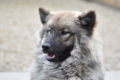Eurasier Rasseporträt (PDF)