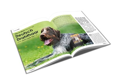 Deutsch Drahthaar Rasseporträt (PDF) Deutsch Drahthaar Rasseporträt (PDF)