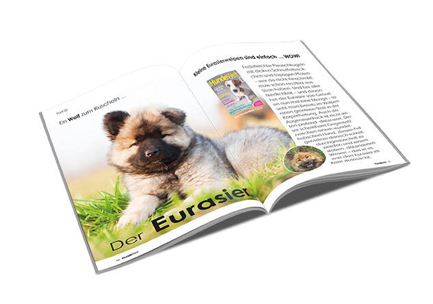 Eurasier Rasseporträt (PDF)