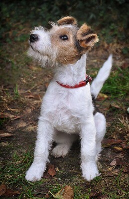 Foxterrier Rasseporträt (PDF)