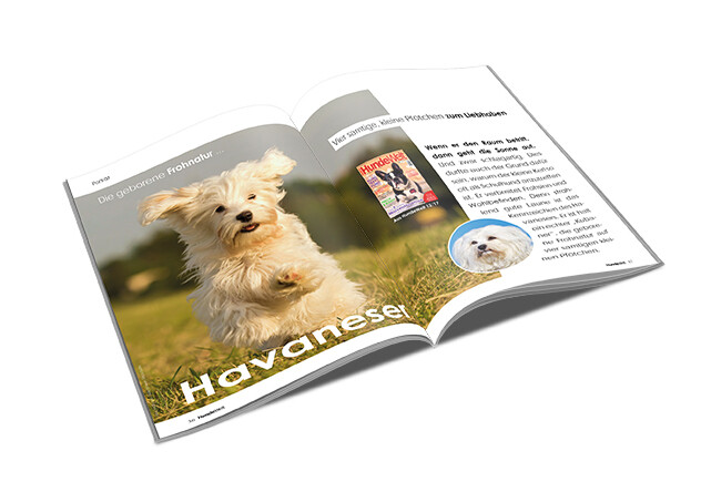 Havaneser Rasseporträt (PDF)