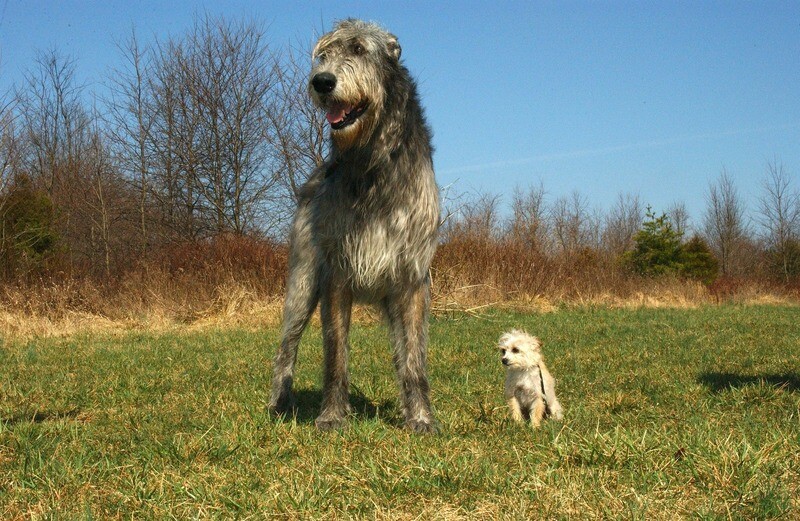 Irish Wolfhound Rasseporträt (PDF)