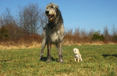 Irish Wolfhound Rasseporträt (PDF)