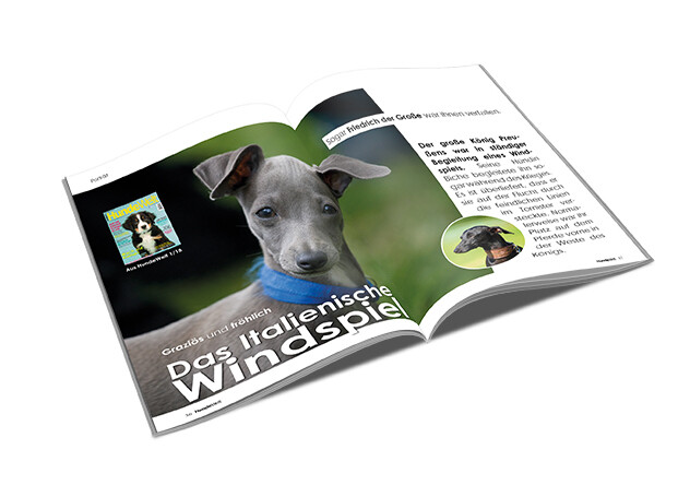 Italienisches Windspiel Rasseporträt (PDF)