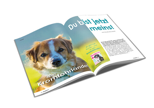 Kromfohrländer Rasseporträt (PDF)