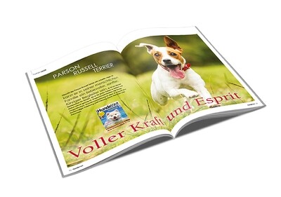 Parson Russell Terrier Rasseporträt (PDF) Parson Russell Terrier Rasseporträt (PDF)