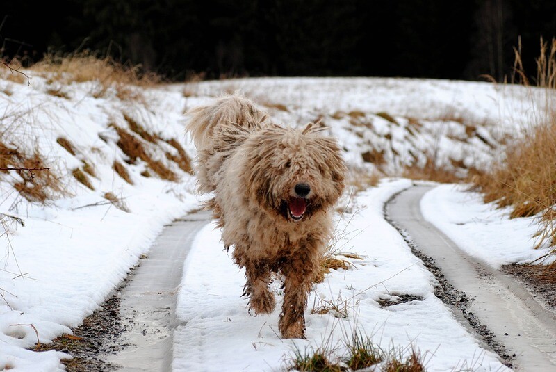 Komondor Rasseporträt (PDF)