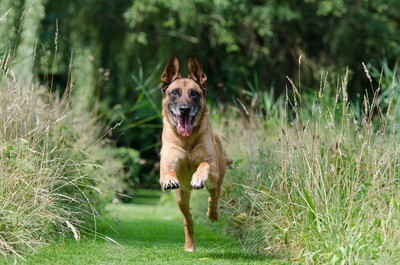 Malinois Rasseporträt (PDF)