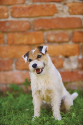 Parson Russell Terrier Rasseporträt (PDF)