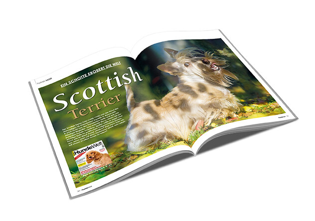 Scottish Terrier Rasseporträt (PDF)