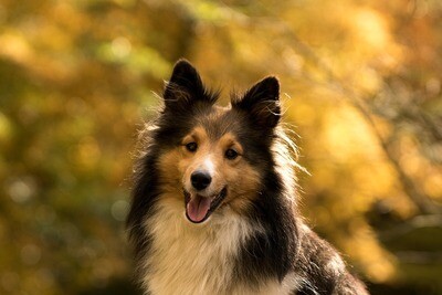 Sheltie Rasseporträt (PDF)